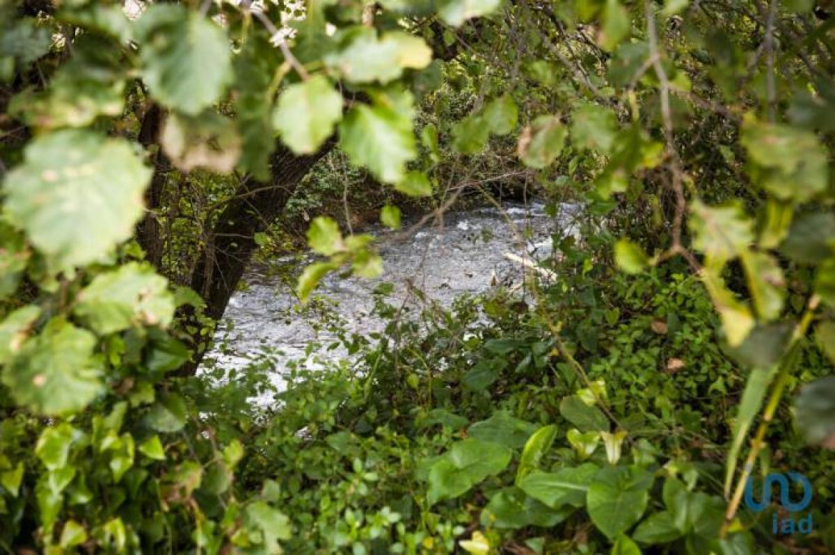 استوديو في Leiria, Portugal رقم 1249