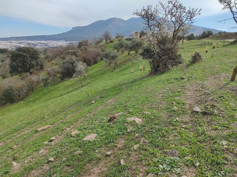 16500m² Land in Alhaurin el Grande, Spain No. 221756
