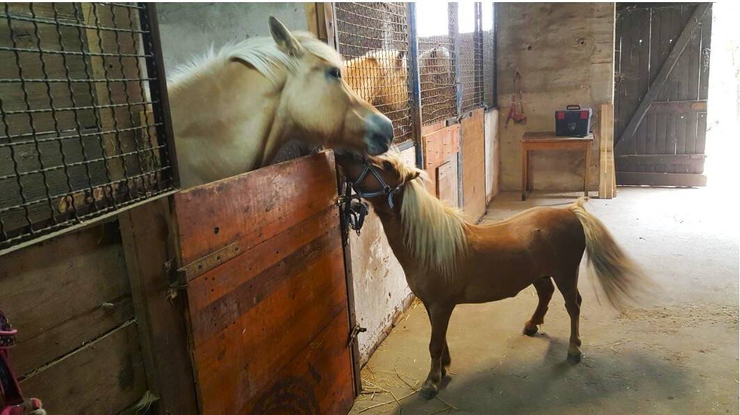 Ферма с 5 комнатами в Гермерсхайм, Германия № 266323