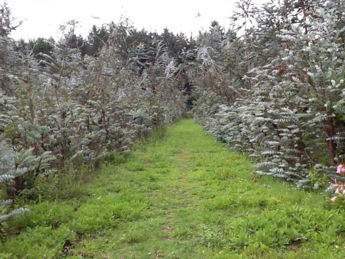  Land in Amanalco, Mexico No. 203401