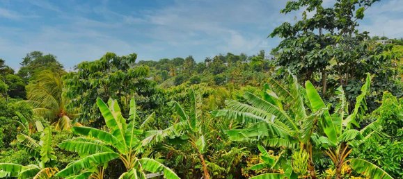 Земельный участок с 7 спальнями в Калибиши, Доминика № 27 18