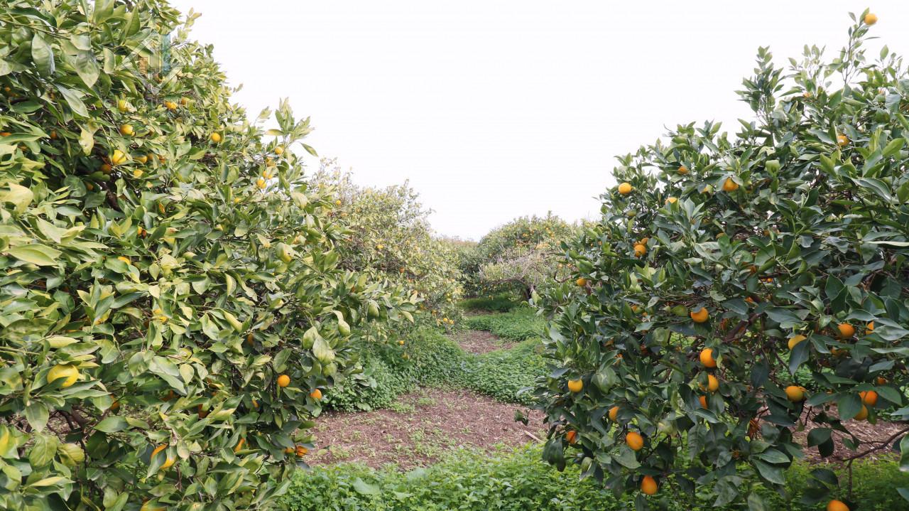 9000m² Land in Mineo, Italy No. 232440