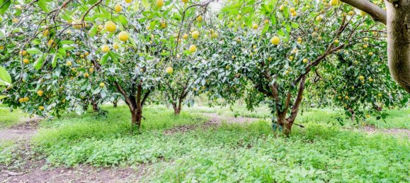 9000m² Land in Mineo, Italy No. 232440 17