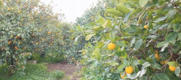 9000m² Land in Mineo, Italy No. 232440 15