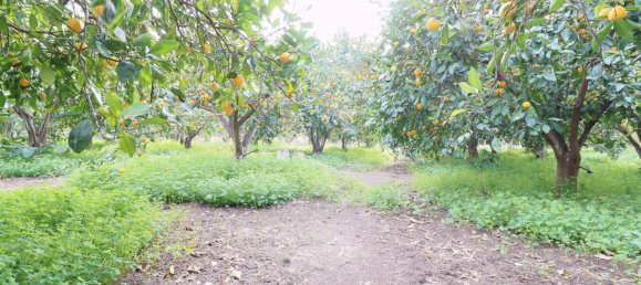 9000m² Land in Mineo, Italy No. 232440 19