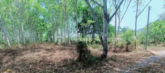  قطعة أرض في Phuket, Thailand رقم 60898 2