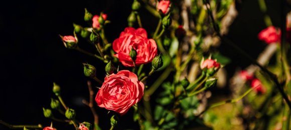 2-Zimmer Wohnung in Eggenberg, Austria, Nr. 244109 17