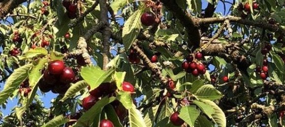 2 Schlafzimmer Stadthaus in Mayen-Koblenz, Germany, Nr. 188870 12