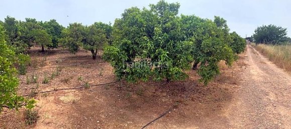 Terrain à Castellon de la Plana, Spain 11632m² No. 91518 2