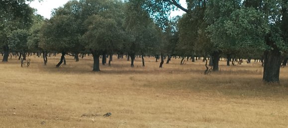 Grundstück in Ciudad Rodrigo, Spain 500000m², Nr. 191498 3