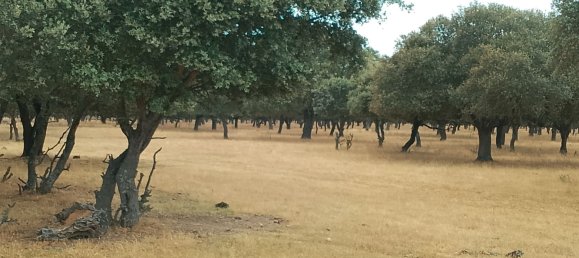 Grundstück in Ciudad Rodrigo, Spain 500000m², Nr. 191498 4