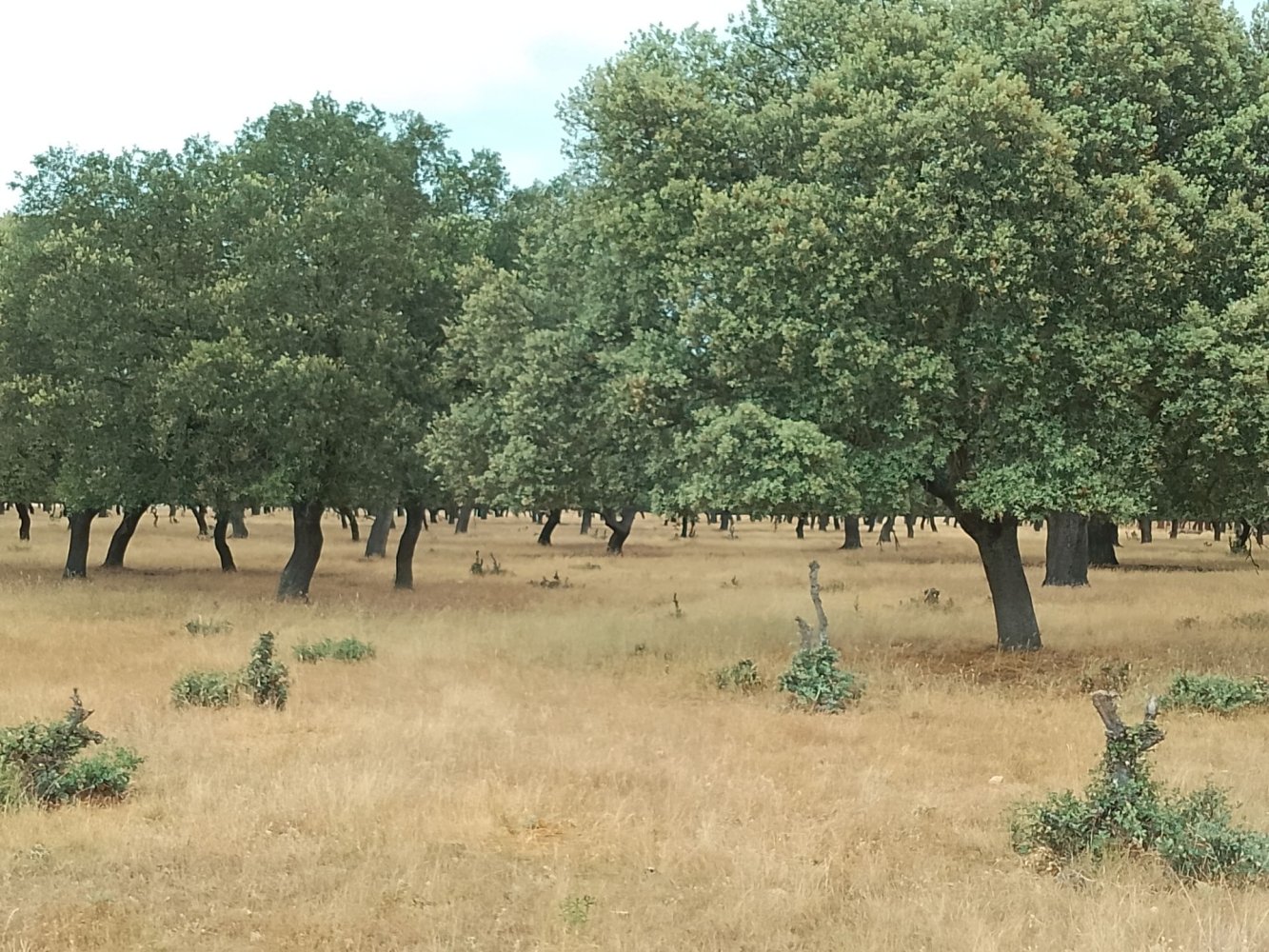 Grundstück in Ciudad Rodrigo, Spain 500000m², Nr. 191498