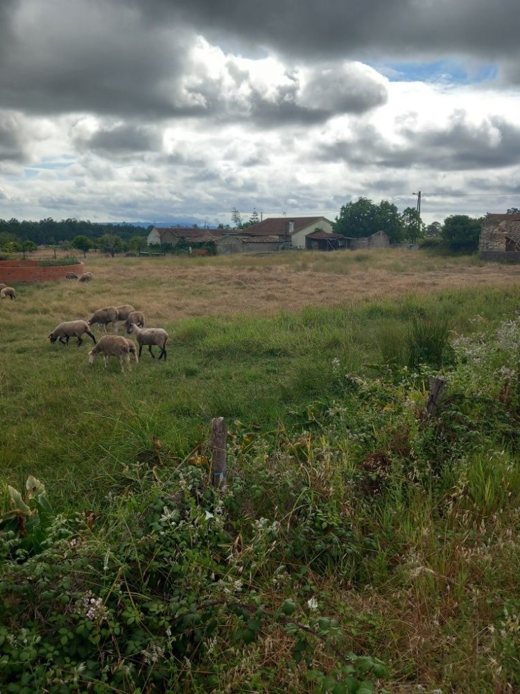 Land in Montemor o Velho, Portugal No. 214719