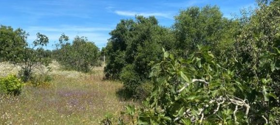 Terreno de 4 dormitorios en Serpa, Portugal No. 190195 17