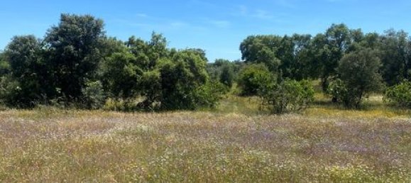 Terreno de 4 dormitorios en Serpa, Portugal No. 190195 22