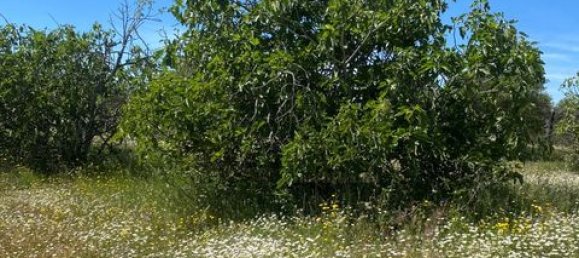 Terreno de 4 dormitorios en Serpa, Portugal No. 190195 21