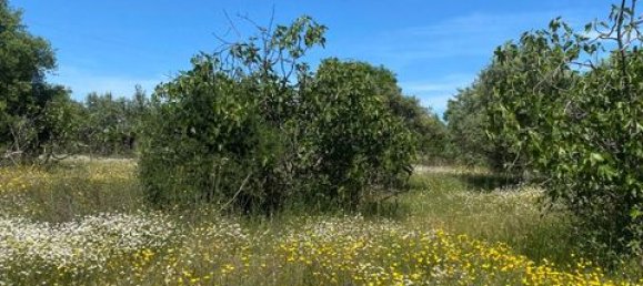 Terreno de 4 dormitorios en Serpa, Portugal No. 190195 25