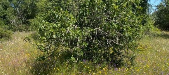 Terreno de 4 dormitorios en Serpa, Portugal No. 190195 20