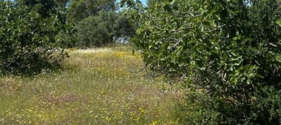 Terreno de 4 dormitorios en Serpa, Portugal No. 190195 15