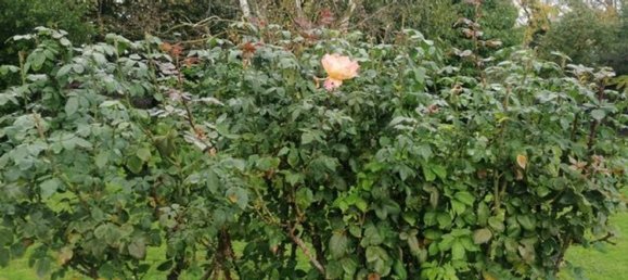 4غرفة منزل في San Giuliano Terme, Italy رقم 116199 25