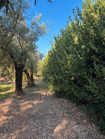 Grundstück in Sardinia, Italy 2800m², Nr. 281326