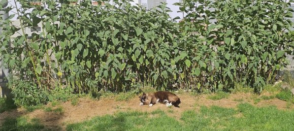 3 bedrooms House in Schwarzwald-Baar-Kreis, Germany No. 266257 6