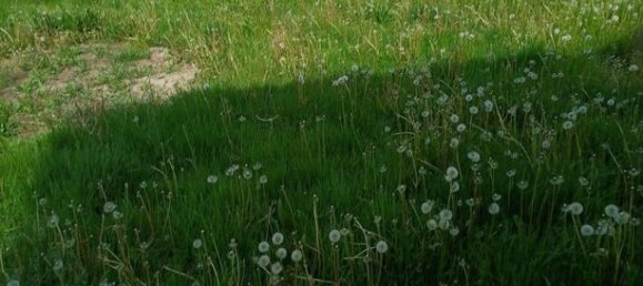 2 bedrooms House in Ostricourt, France No. 281620 5