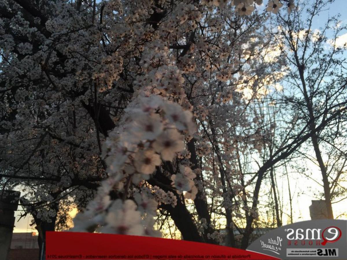 Terrain à Neuquen, Argentina No. 31945