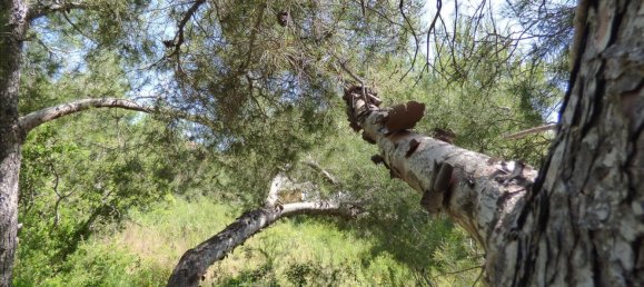 Land in Benissa, Spain No. 3138 20