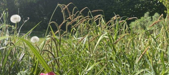 4 rooms Bungalow in Klosterneuburg, Austria No. 139249 27