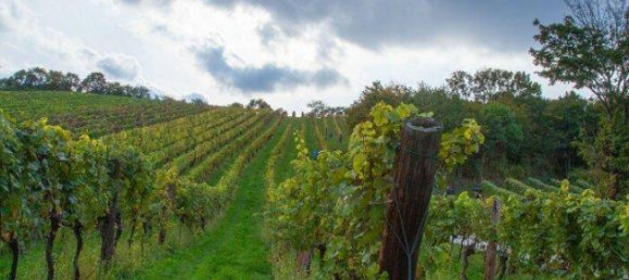 4 rooms Bungalow in Klosterneuburg, Austria No. 139249 19