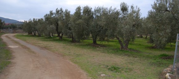 2700m² Hotel in Polygyros, Greece No. 5921 2