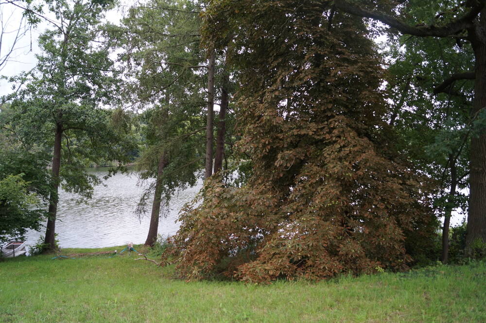  قطعة أرض في Dahme-Spreewald, Germany رقم 316970