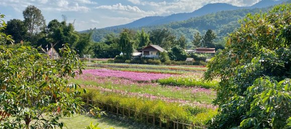 4 bedrooms Cafe / restaurant in Chiang Mai, Thailand No. 21823 28