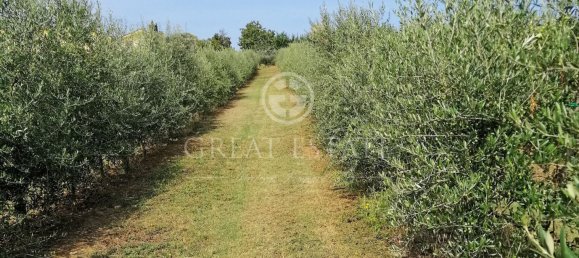 Villa de 7 dormitorios en Foiano della Chiana, Italy No. 105639 4