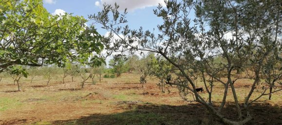 Вилла с 4 комнатами в Мандурия, Италия № 22429 22