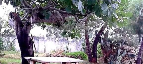 Вилла с 4 комнатами в Мандурия, Италия № 22429 15