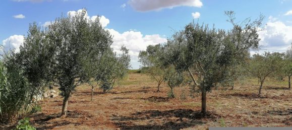 Вилла с 4 комнатами в Мандурия, Италия № 22429 20