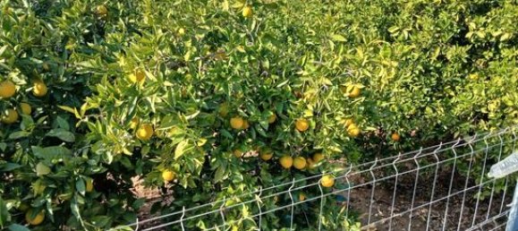  قطعة أرض في Alicante, Spain 14000متر مربع رقم 147824 2