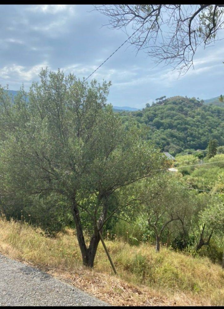 4000m² Land in Albisola Superiore, Italy No. 85815