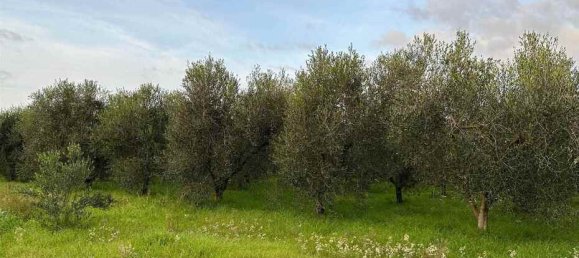 1-Zimmer Grundstück in Castagneto Carducci, Italy, Nr. 75145 4