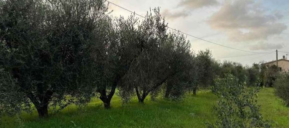 1-Zimmer Grundstück in Castagneto Carducci, Italy, Nr. 75145 3