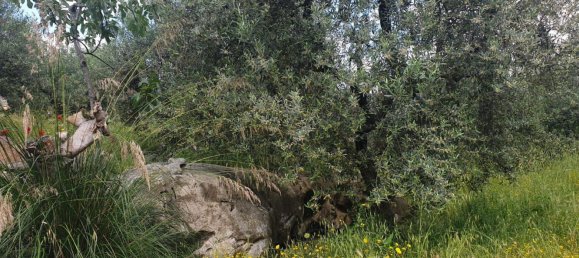 Terrain à Terracina, Italy 1440m² No. 78475 3