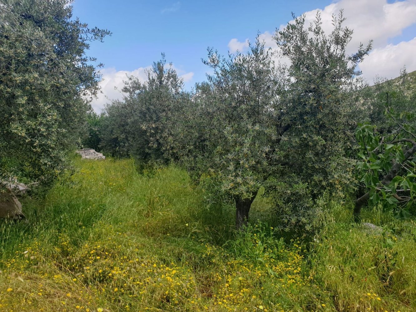 Terrain à Terracina, Italy 1440m² No. 78475