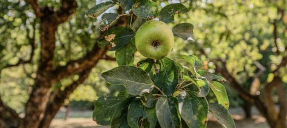 3 Schlafzimmer Haus in Spoleto, Italy, Nr. 328162 23