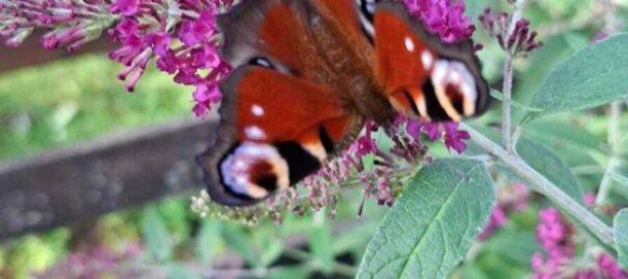 4 rooms House in Golling an der Salzach, Austria No. 254135 12