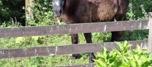 4 rooms House in Golling an der Salzach, Austria No. 254135 6