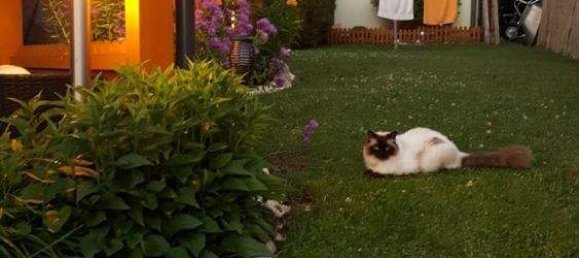 Дом с 4 комнатами в Мария Гайль, Австрия № 133324 15