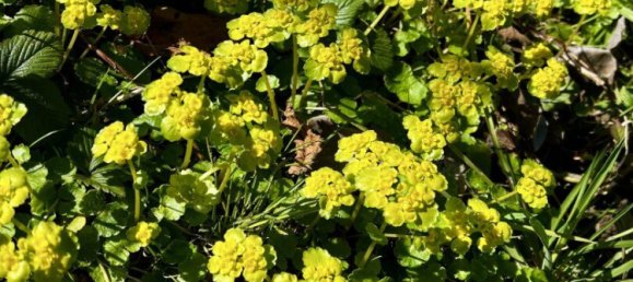 Terreno em St. Pantaleon, Austria 3965 m² N.º 126359 6