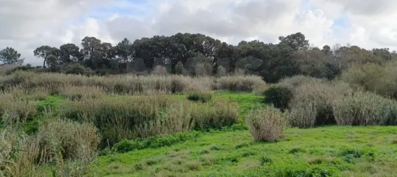 25000m² Land in Bombarral, Portugal No. 141831 3